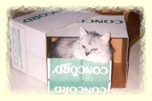 Kimba in der Kiste